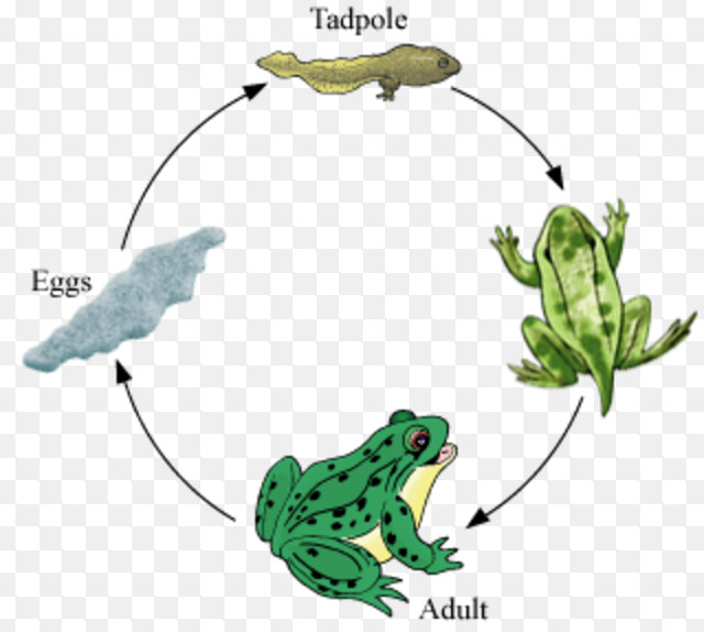 Tadpole To Frog Process