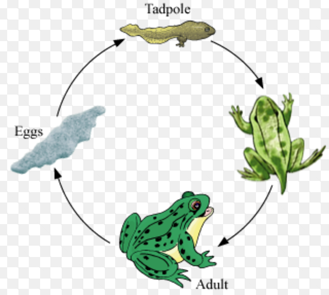 Metamorphosis | Class 8, Reproduction in animals