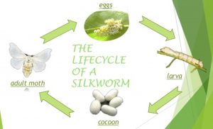 Metamorphosis of a silkworm