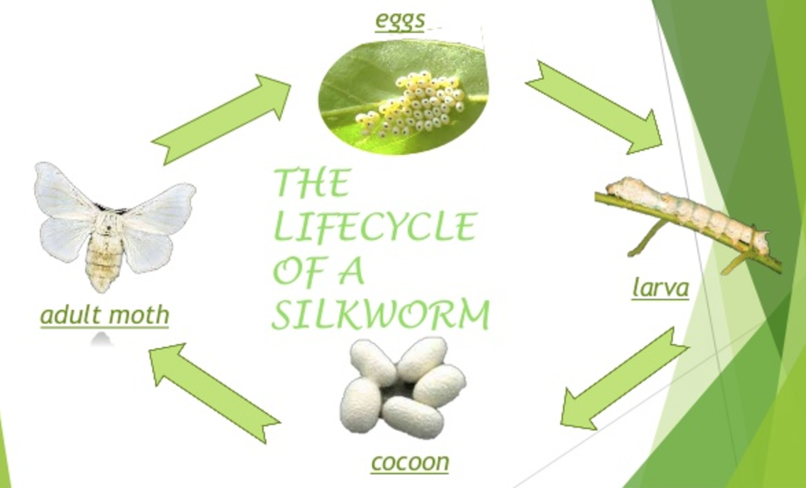 metamorphosis-class-8-reproduction-in-animals