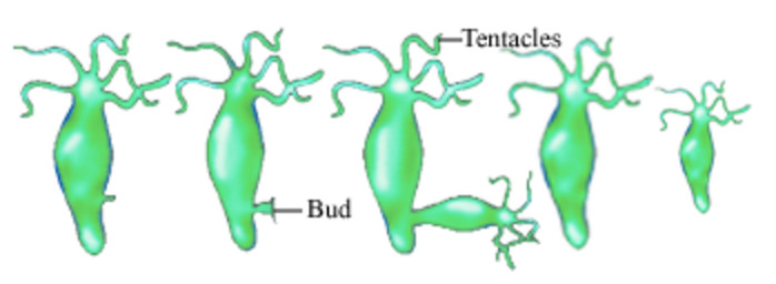 Asexual Reproduction in animals - Reproduction in animals