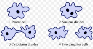 Binary fission in amoeba