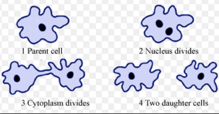 binary fission examples animals