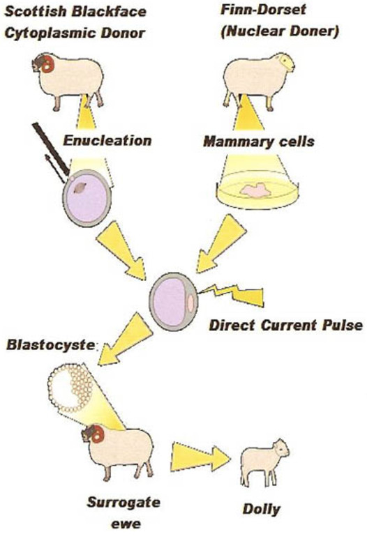 Cloning Class 8 Reproduction In Animals