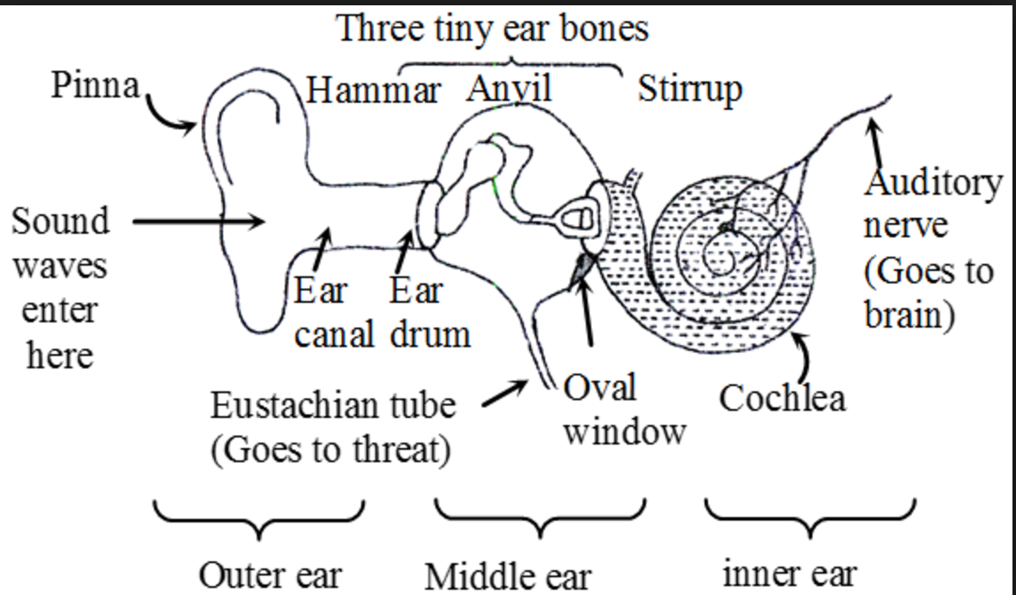 Inner Ear Chart