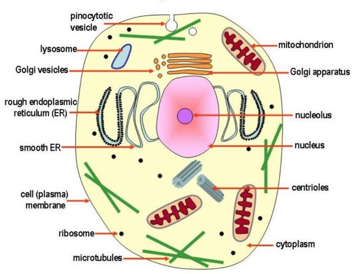 Animal cell