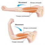 Bending and Straightening of arm