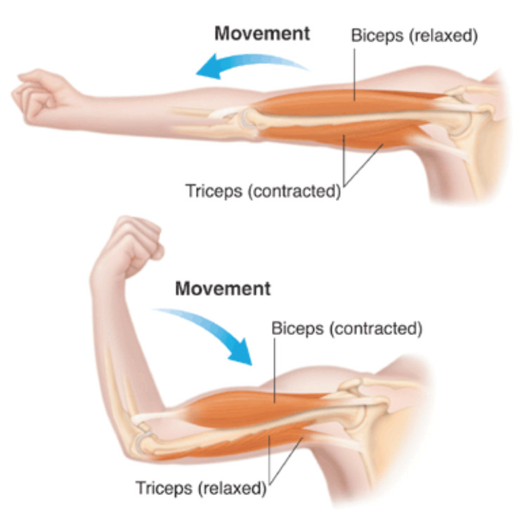 Muscle Contraction and Movement in Animals - Body Movements, Class 6