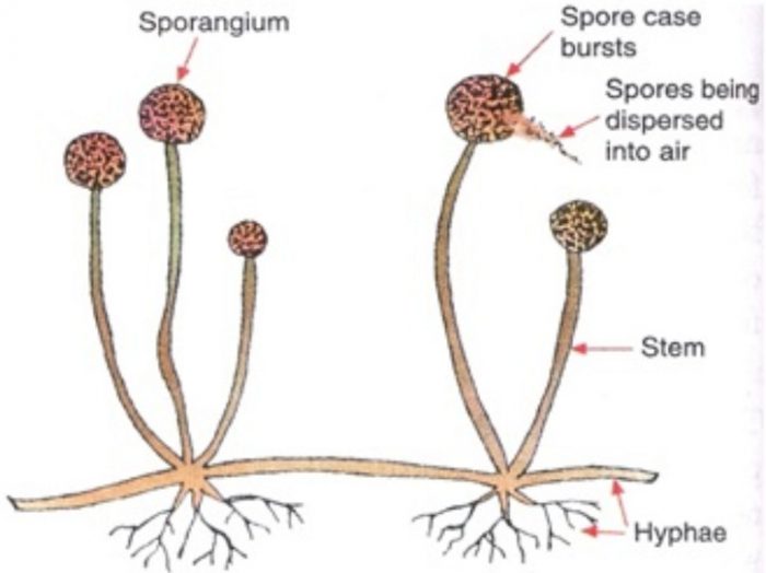 spore formation in bread mould