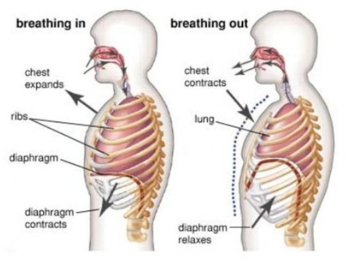 Breathing in and out