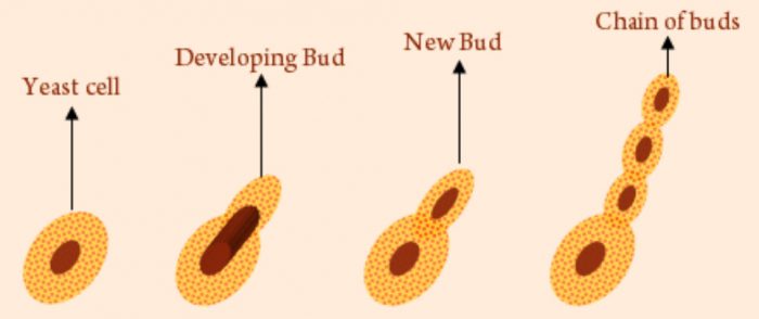 Budding in yeast