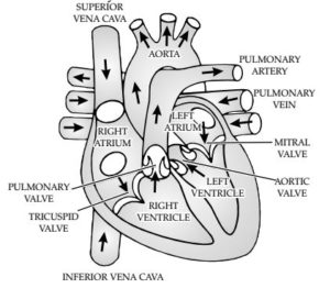 Chapter 6 Life Process - Class 10, NCERT Solutions, Science