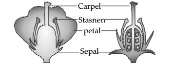 Chapter 8 How do Organisms Reproduce (4)