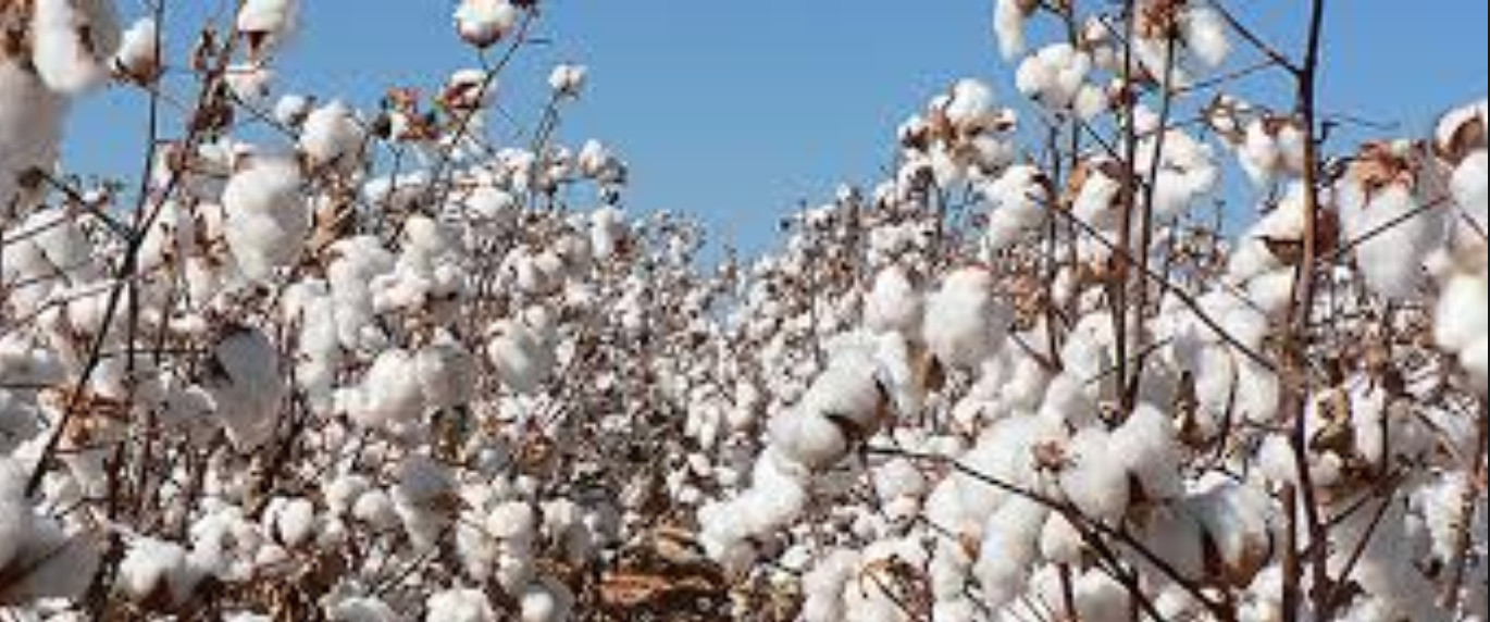 Cotton Fibers - Uses & Properties - AanyaLinen