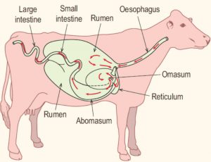 Cow's digestion