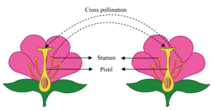 how is pollen transferred from one plant to another