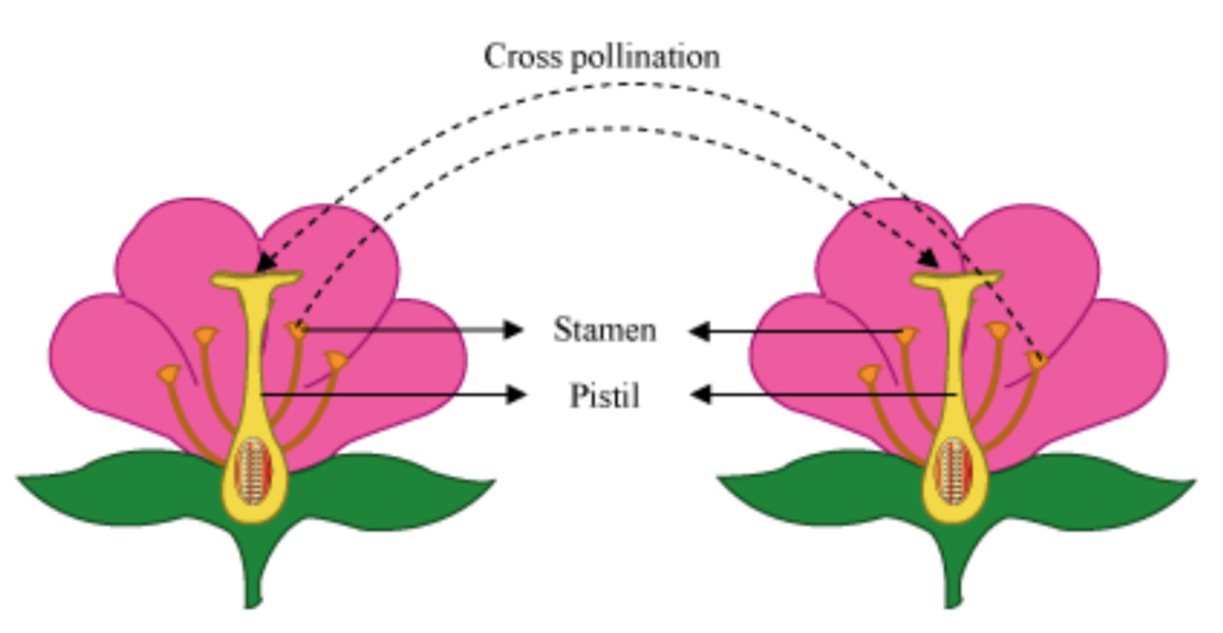 Pollination and Fertilisation Class 7, Reproduction in Plants, Science