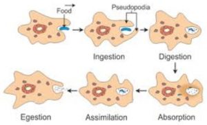 Digestion in amoeba