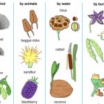 Dispersal of seeds and fruits