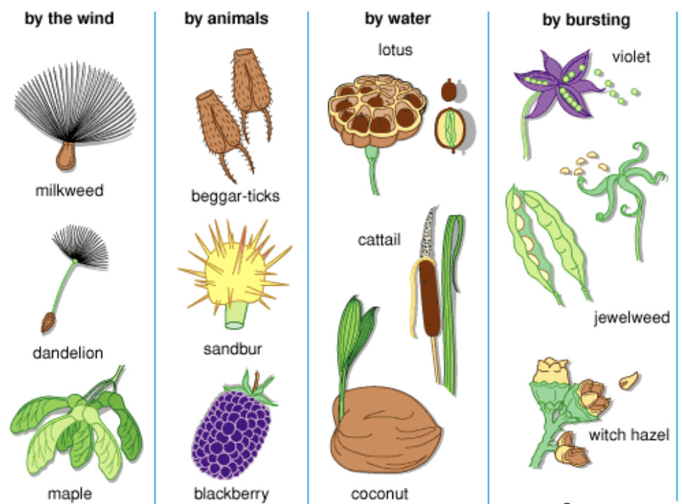 Dispersal of Seeds And Fruits - Class 7, Reproduction in Plants, Science