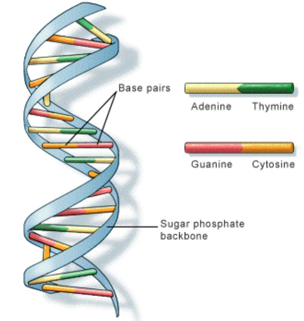 Double Helical structure of DNA