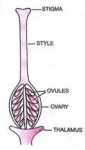 Female reproductive organ