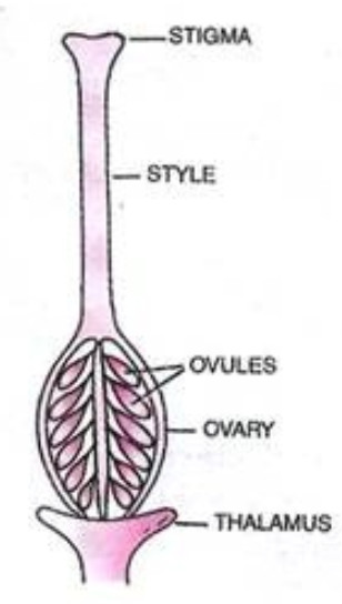 Chapter 12 Reproduction In Plants Science 7063