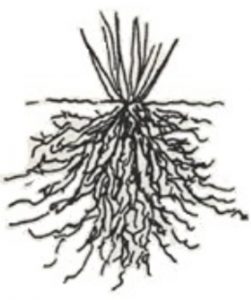 Fibrous roots