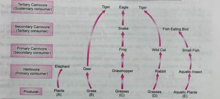 Food chain in nature