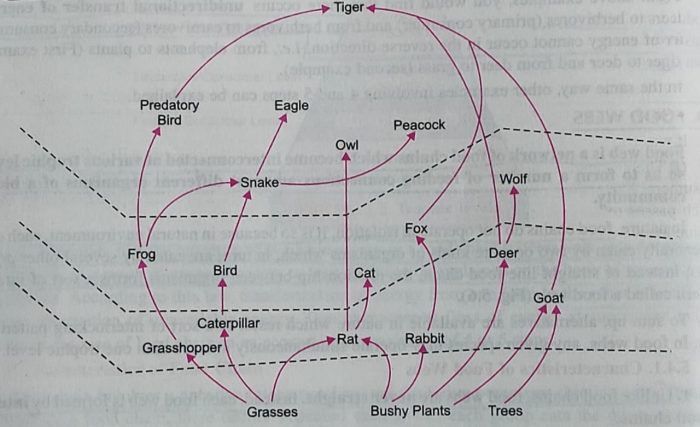 Food web