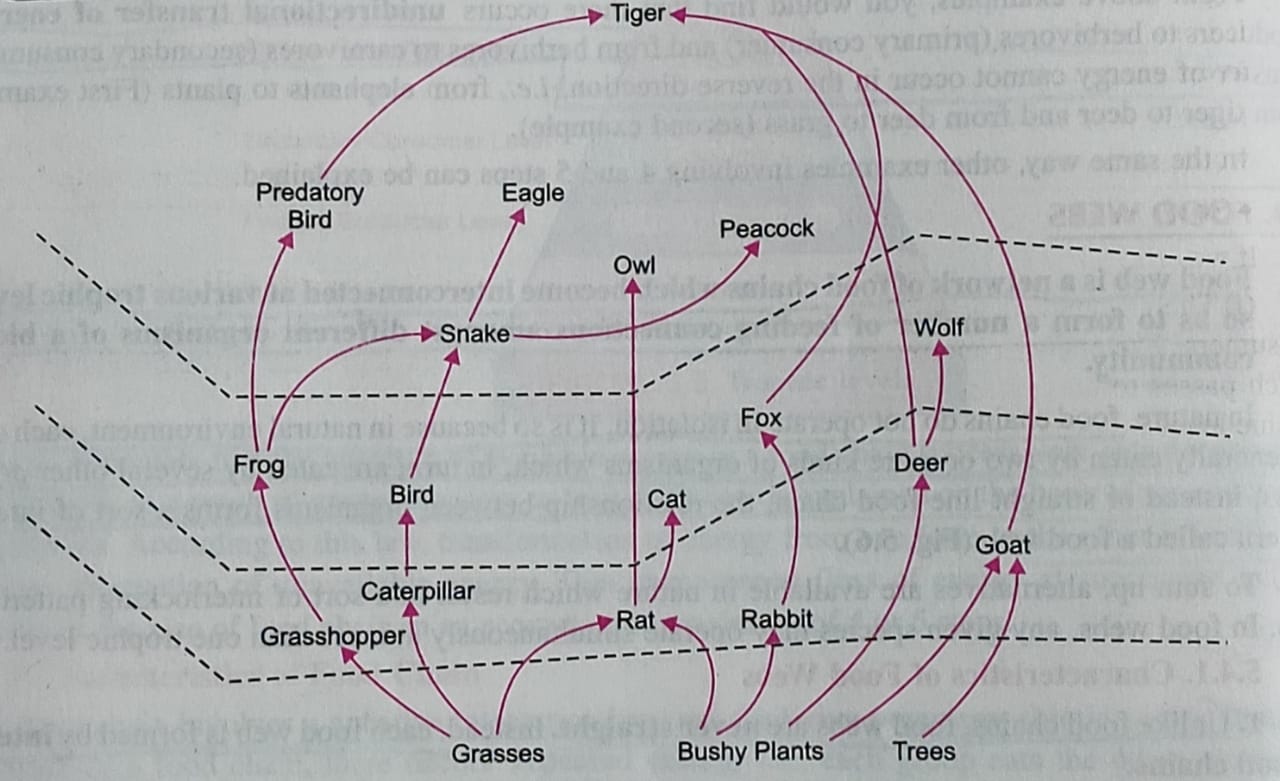 Food chain and Food web Class 10, Our Environment