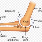 Hinge joint in elbow