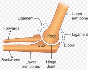 Hinge joint in elbow