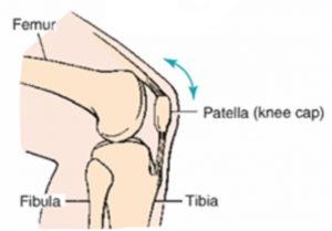 Hinge joint of knee