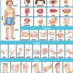 Human Body Parts in English