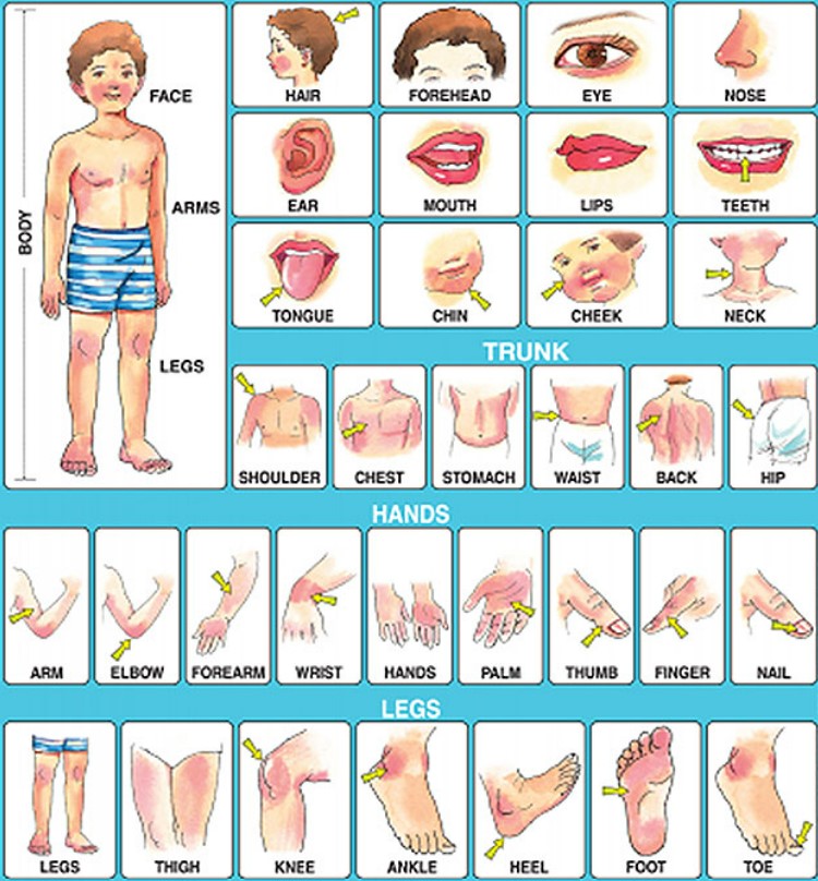 Names of Human Body Parts in English with Illustrations - English