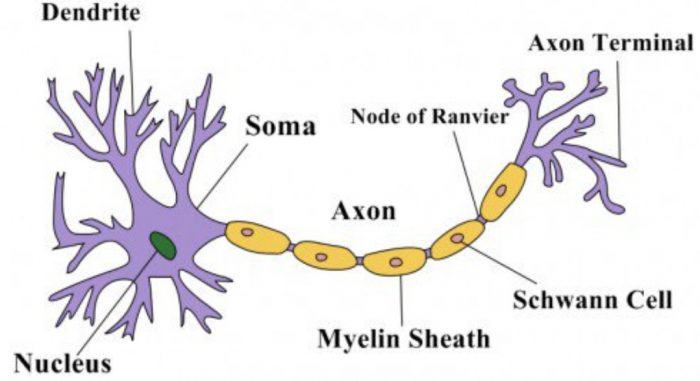 Human nerve cell