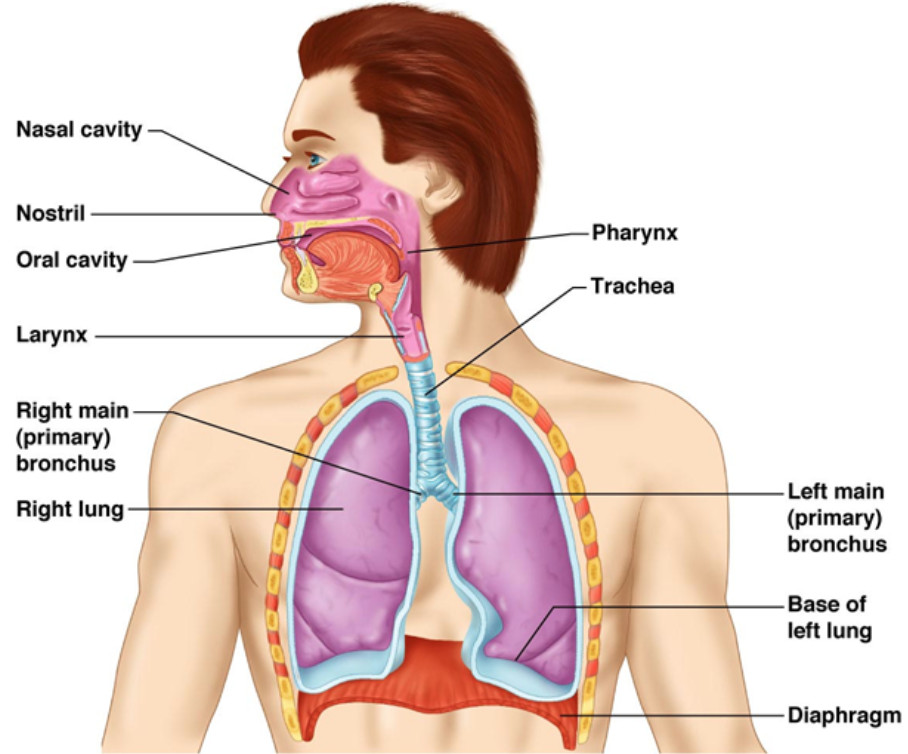A drawing of respiratory system - Brainly.in