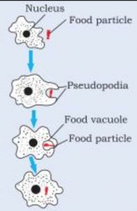 Intake of food by amoeba