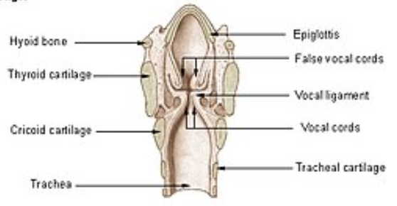 Chapter 13 Sound | Class 8, NCERT Solutions, Science