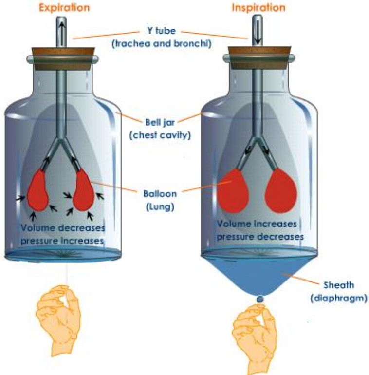 Breathing Class 7 Respiration In Organisms Science