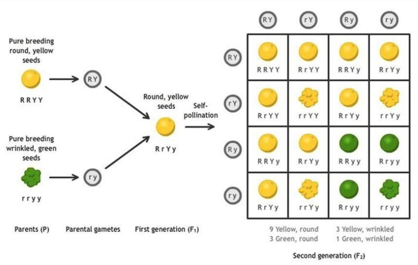 Mendels Contribution Class 10 Heredity And Evolution