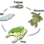Metamorphosis of frog