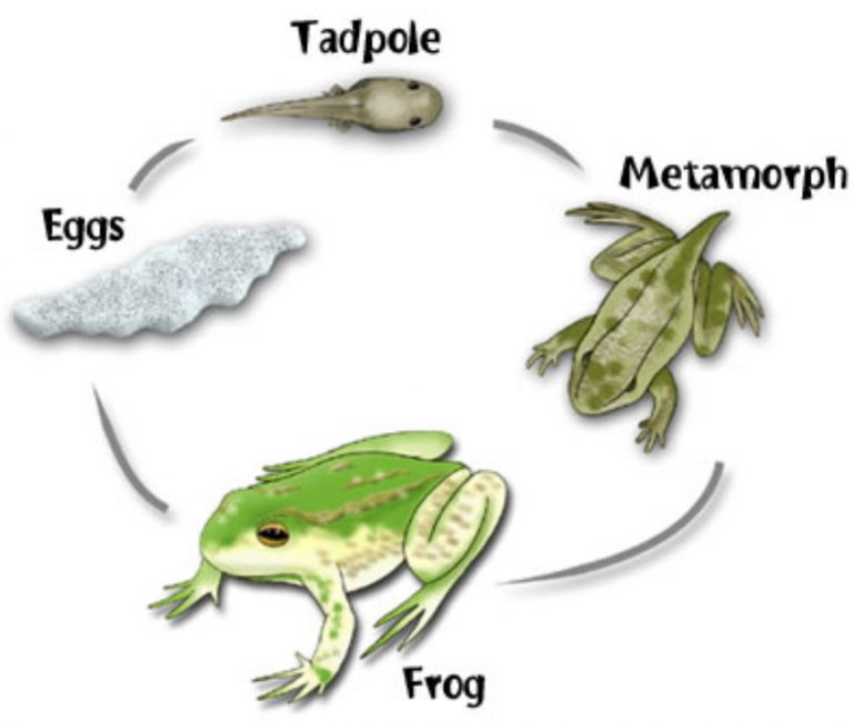 Chapter 9 Reproduction in Animals - Class 8, NCERT Solutions, Science