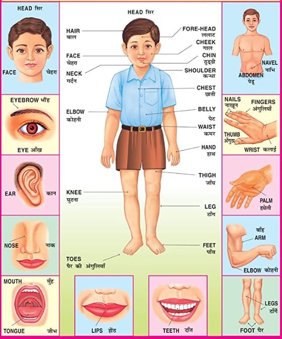 Parts of Body in Hindi | हिन्दी