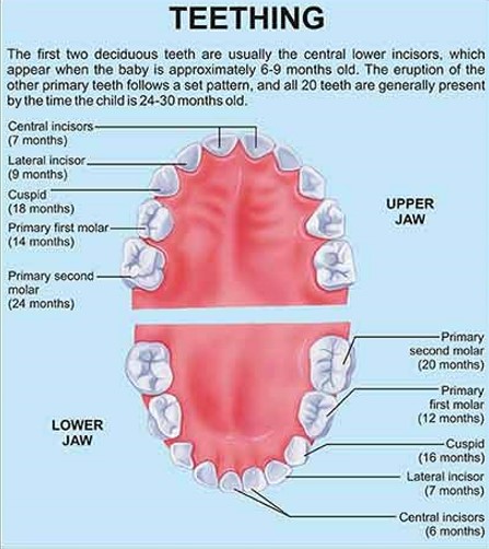 Name of Teeth