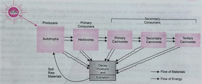 Nutritional relationship amongst the different biotic components of an ecosystem