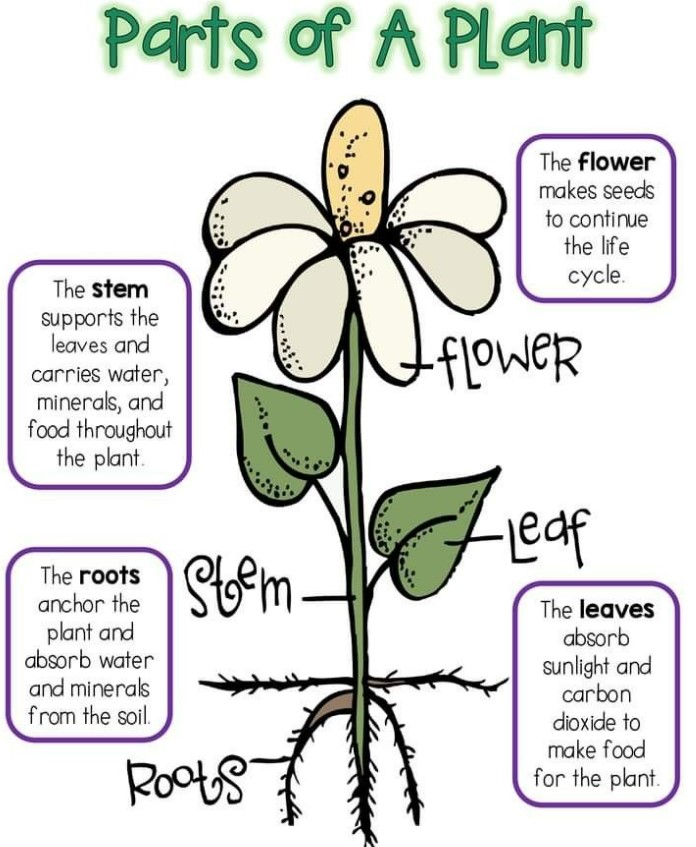 Parts Of A Plant And Their Functions With Diagram Tre - vrogue.co