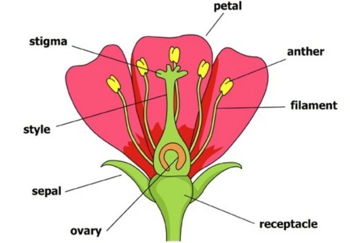 Parts of flower