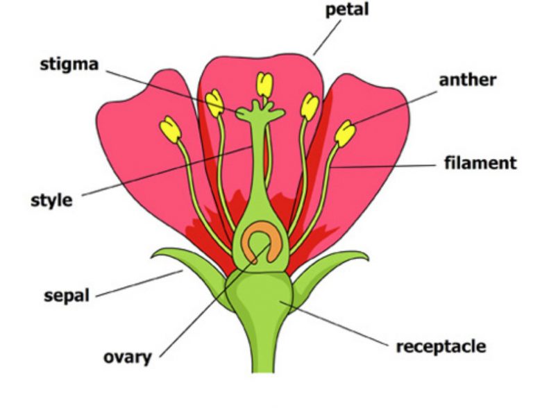 Identify The Parts Of A Flower